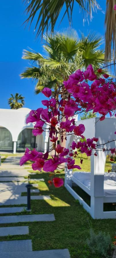 Maison - Dar Ouled Soltane ガマルト エクステリア 写真